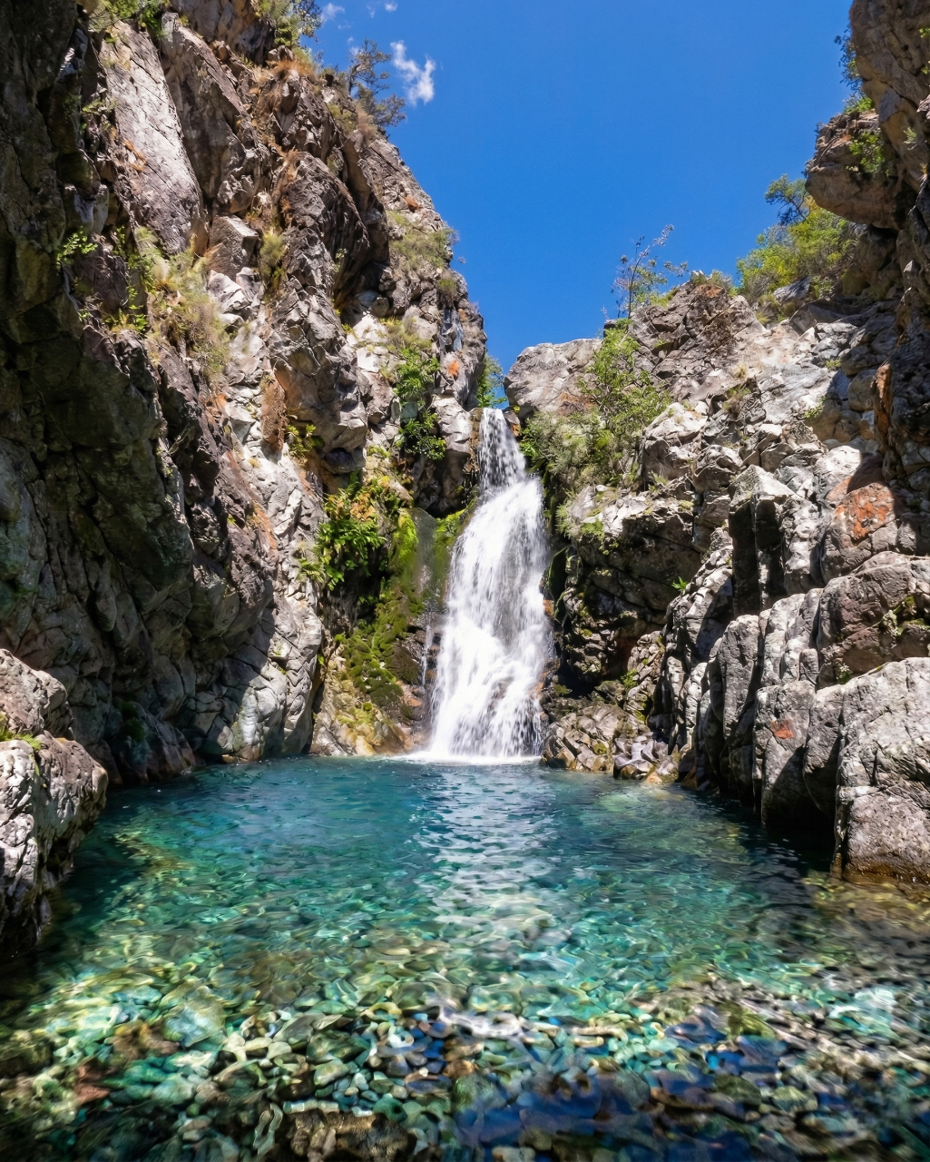 Bosque nativo Reserva Nacional Los Bellotos, santuario del Belloto del Sur en la región del Maule